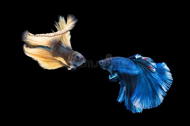 暹罗人黄色的和蓝色颜色战斗的鱼是战斗的