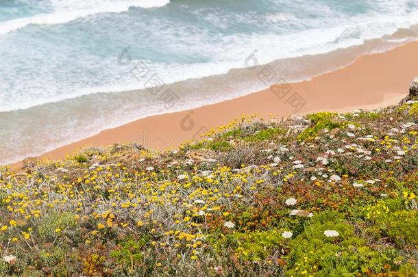 花,海滩和波采用阿里法纳