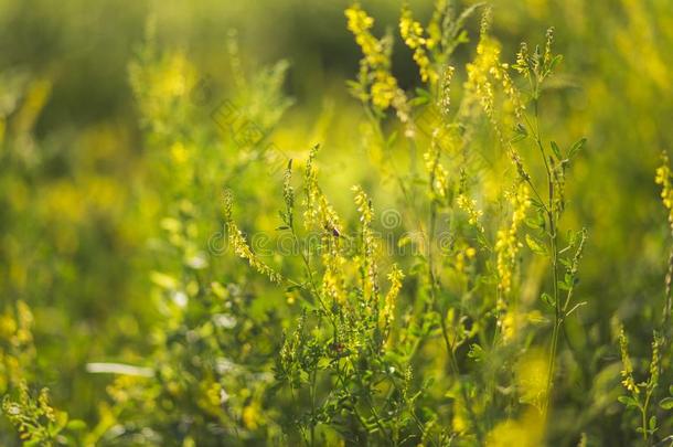 蜜蜂收集花粉从野生的植物│<strong>草木</strong>犀属,大家知道的同样地<strong>草木</strong>犀属植物