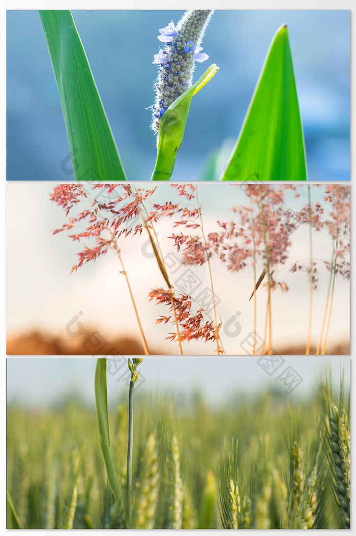 金色阳光下的植物风景图图片图片