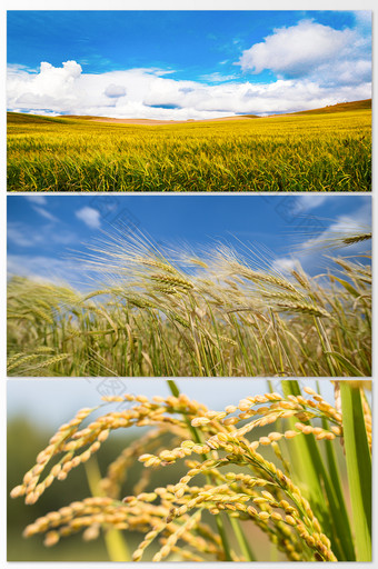 唯美金色的麦田丰收的季节摄影图图片