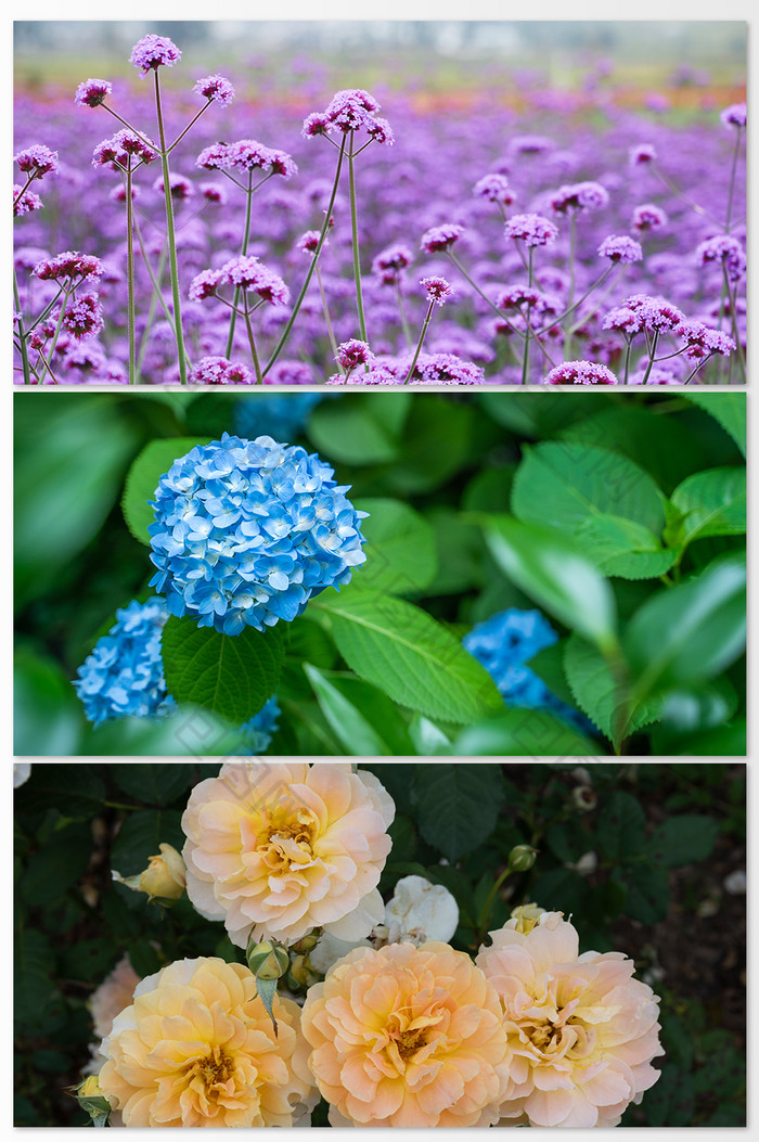 温暖阳光下的清新花卉植物摄影图图片图片