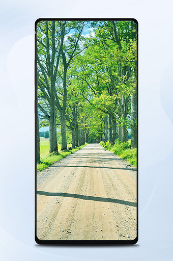 自然风景黑松林道路摄影手机壁纸图片