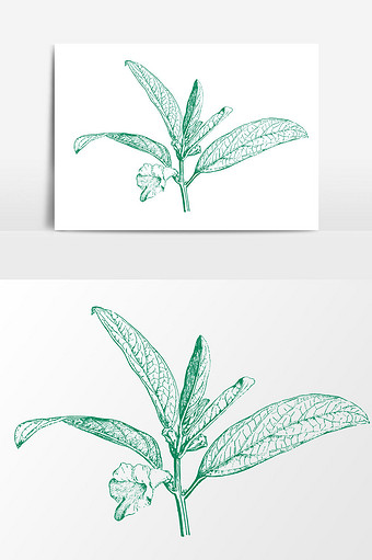 老式植物花卉插画免扣素材ai340*512PX图片素材