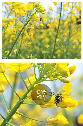 春天油菜花地蜜蜂采蜜摄影图片图片素材免费下载