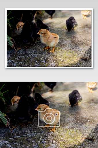 一只可爱的小鸡仔摄影图片jpg340*512PX图片素材