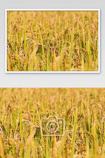 金黄水稻丰收摄影图片jpg340*512PX图片素材