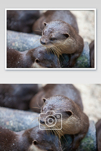 可爱小动物水獭摄影图片jpg340*512PX图片素材