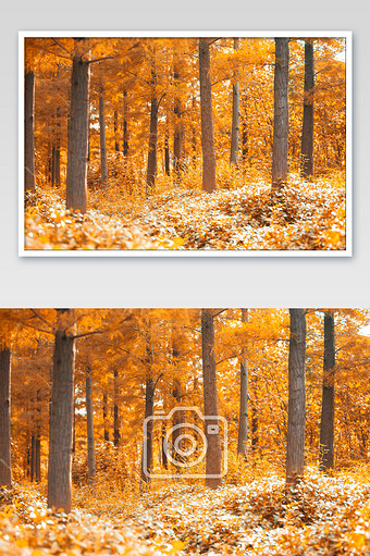 自然风光秋天树林摄影图片jpg340*512PX图片素材