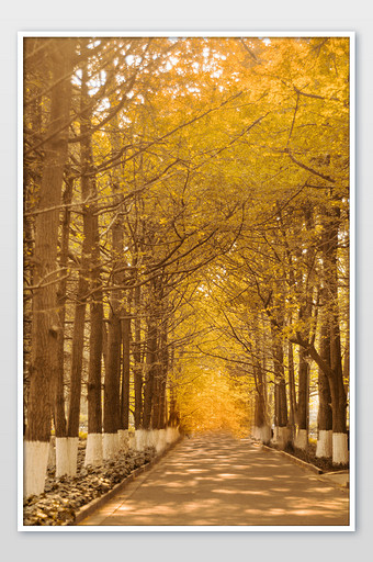 秋天山路公园落叶摄影图片封面图