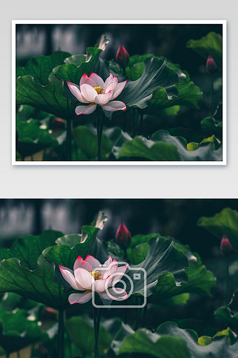 夏季荷塘绿色荷叶粉色荷花盛开摄影图片图片素材免费下载
