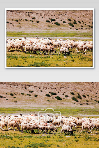 草原上吃草的羊群图片素材免费下载