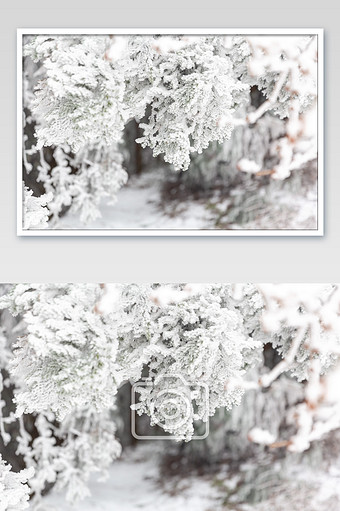 冬季树枝上的积雪jpg340*512PX图片素材