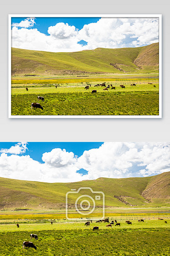 西藏纳木措湖边牧场图片素材免费下载