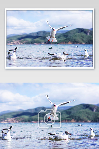 海鸥动物摄影图片4图片素材免费下载