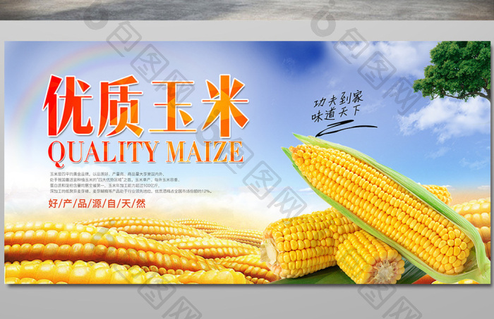 玉米种子图片