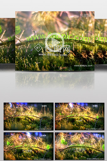 春天树叶树根发芽展示标志AE视频模板图片