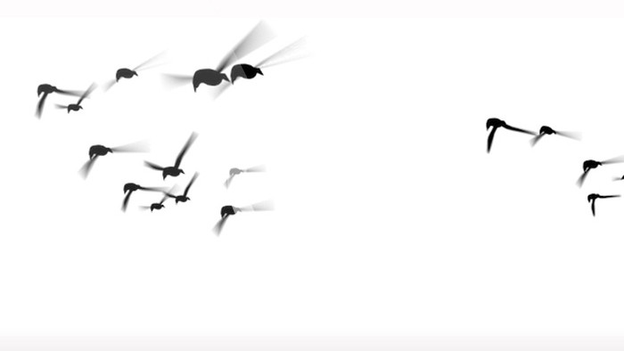 黑白四组群鸟飞过的视频素材