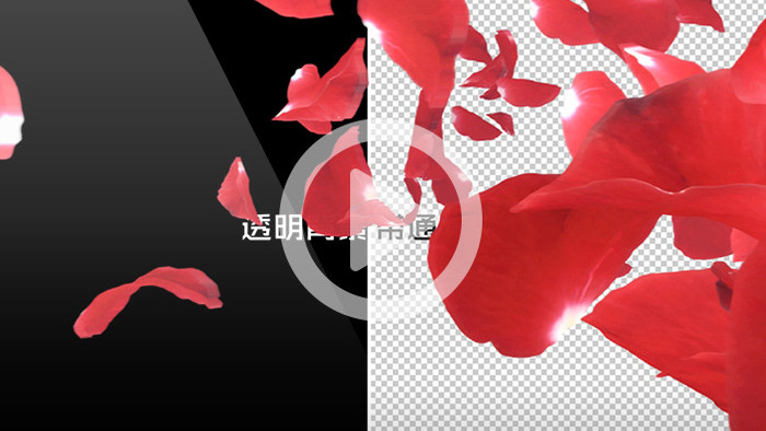 6款带透明通道红色玫瑰花瓣主题视频素材