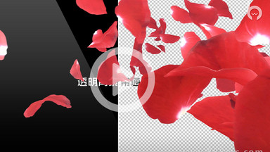 6款带透明通道红色玫瑰花瓣主题视频素材
