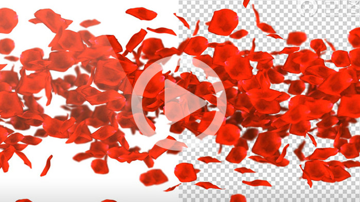 11款红色玫瑰花瓣飞舞动画素材带透明通道
