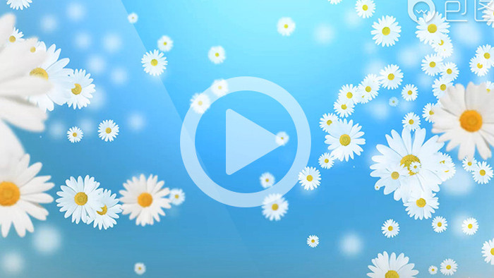 循环掉落的小雏菊花循环背景高清视频素材