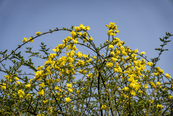 <strong>百花盛开</strong>万紫千红摄影图