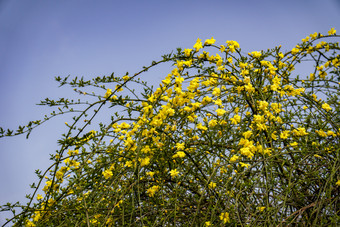 <strong>百花盛开</strong>万紫千红摄影图