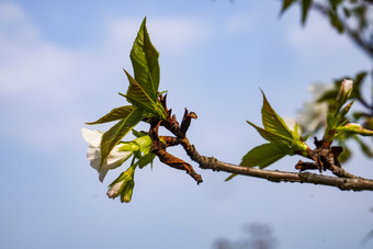 <strong>春天</strong>百花盛开万紫千红<strong>摄影图</strong>