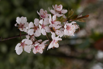 <strong>春天</strong>百花盛开万紫千红<strong>摄影图</strong>