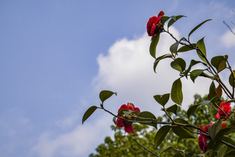 春天<strong>百花盛开</strong>万紫千红摄影图