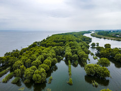 湖南岳阳洞庭湖水上森林植物航拍摄影图