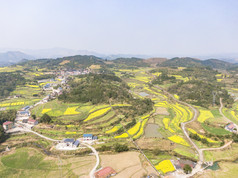 美丽乡村金黄油菜花盛开航拍摄影图