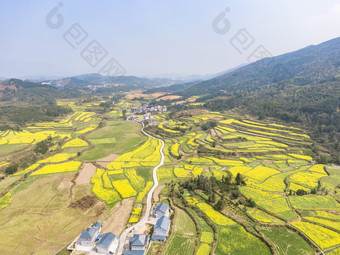 美丽乡村金黄油菜花盛开航拍摄影图