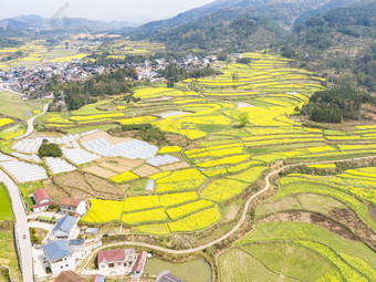 美丽乡村金黄油菜花盛开航拍摄影图