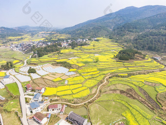 美丽乡村金黄油菜花盛开航拍摄影图