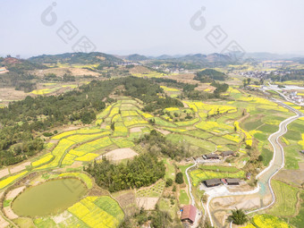 美丽乡村金黄油菜花盛开航拍摄影图