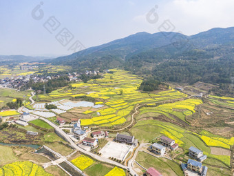 美丽乡村金黄<strong>油菜花</strong>盛开航拍摄影图