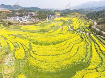 美丽乡村金黄<strong>油菜花</strong>盛开航拍摄影图