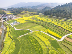 美丽乡村金黄油菜花盛开航拍摄影图