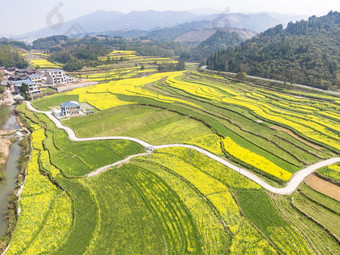 美丽乡村<strong>金黄</strong>油菜花盛开航拍摄影图