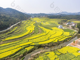 美丽乡村金黄<strong>油菜花</strong>盛开航拍摄影图