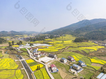 美丽乡村金黄油菜花盛开航拍摄影图