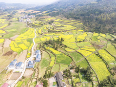 美丽乡村金黄油菜花盛开航拍摄影图