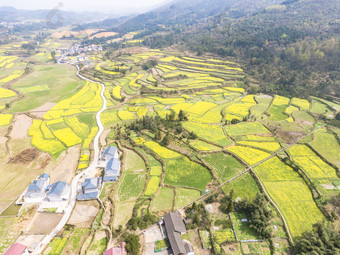 美丽乡村金黄油菜花盛开航拍摄影图