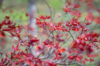红色<strong>枫叶</strong>植物树枝树叶摄影图