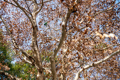 秋天枯萎枫叶植物摄影图