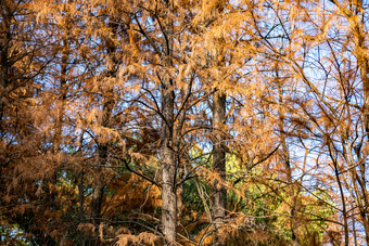 秋天枯萎植物水杉<strong>红木</strong>杉树摄影图