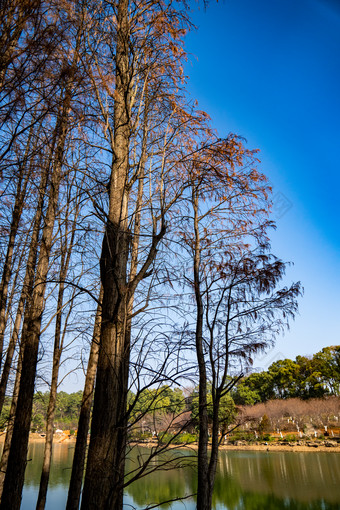 秋天枯萎植物<strong>水杉</strong>红木杉树摄影图