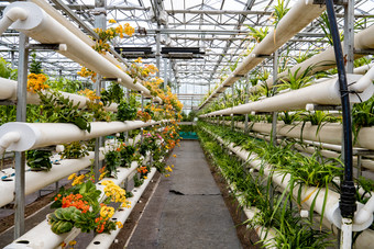 <strong>现代农业</strong>种植有机蔬菜摄影图